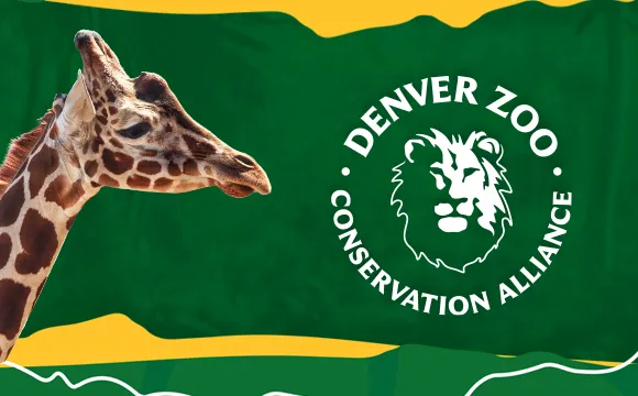 Denver Zoo Image with Giraffe
